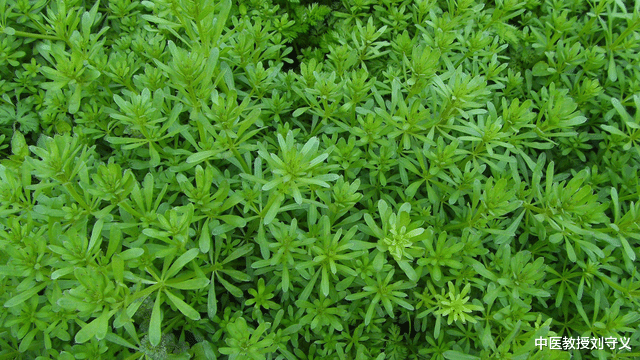 【別名】拉拉藤,鋸鋸藤,細葉茜草,鋸子草.茜草科