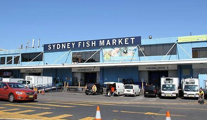 sydneyfish图片