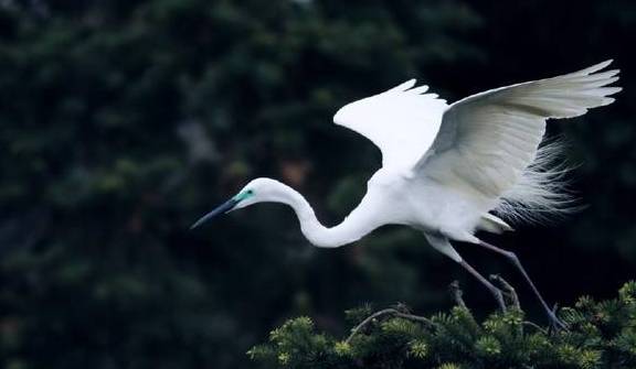 十二星座都是哪一种飞鸟?双子座是鹦鹉,摩羯座是最勤恳的鸟!