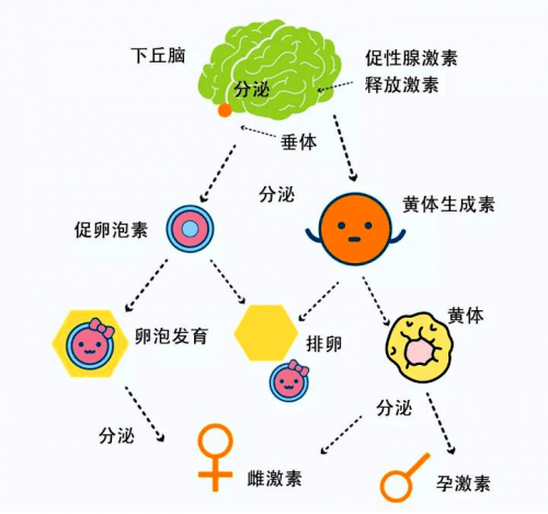 内分泌轴图图片