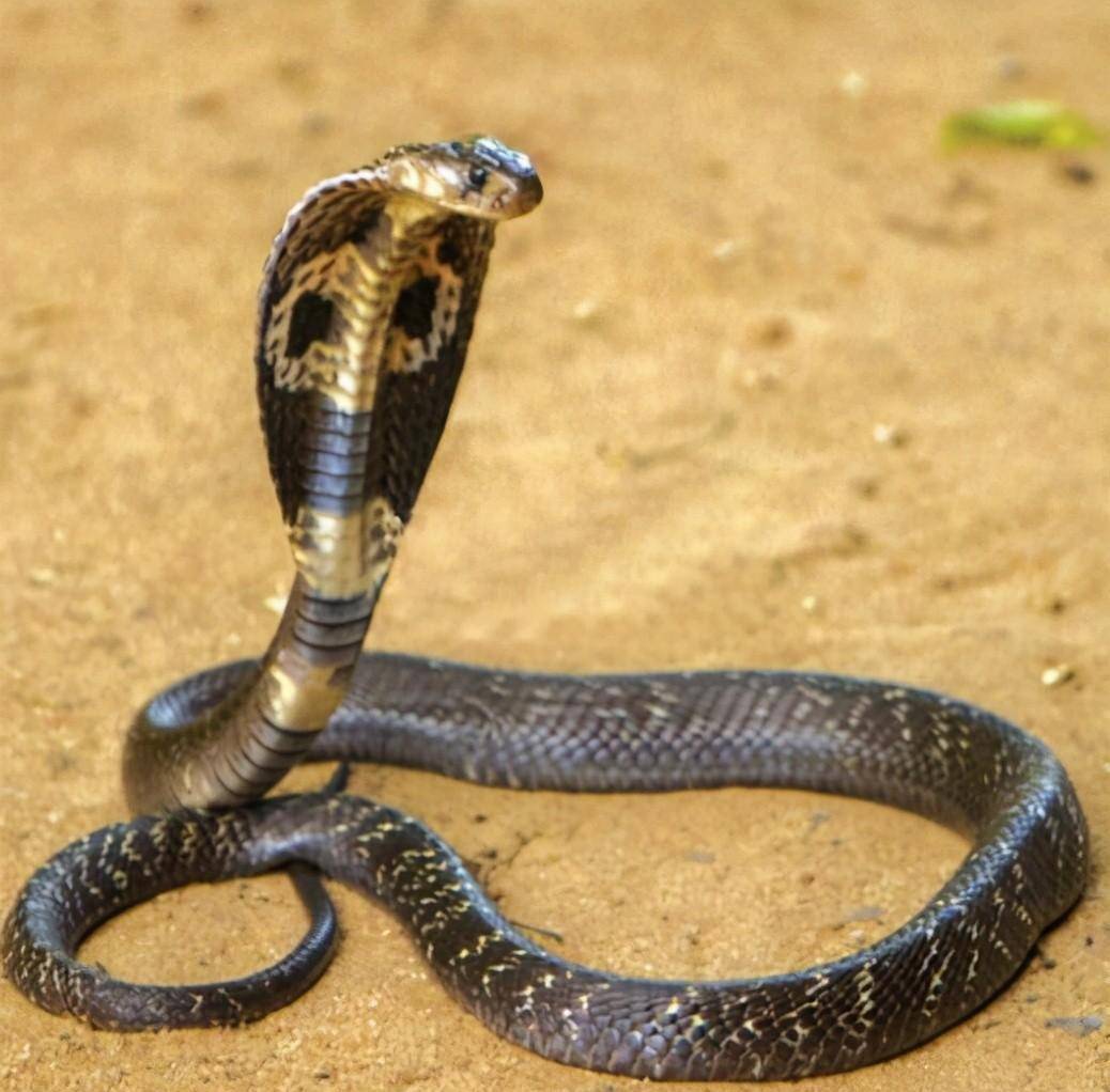 眼镜王蛇:毒蛇的克星,实力名副其实,平头哥都不敢轻举妄动