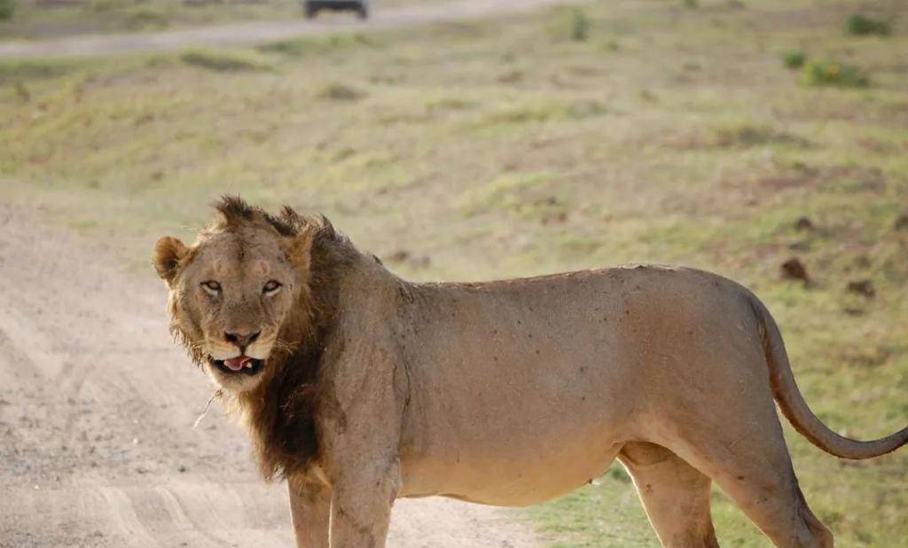 查沃狮食人事件:一年吃掉135人,猎枪击毙需要十几发子弹_狮子_人类