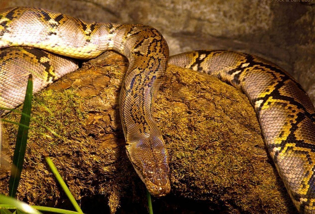 网纹蟒:彪悍的"世界第一长蛇",无肉不欢,连人都能一口吞掉_体型_猎物