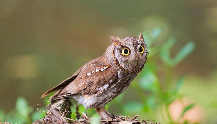 湖南农户怪事频发,一到半夜就响起神秘敲门声,邻居守