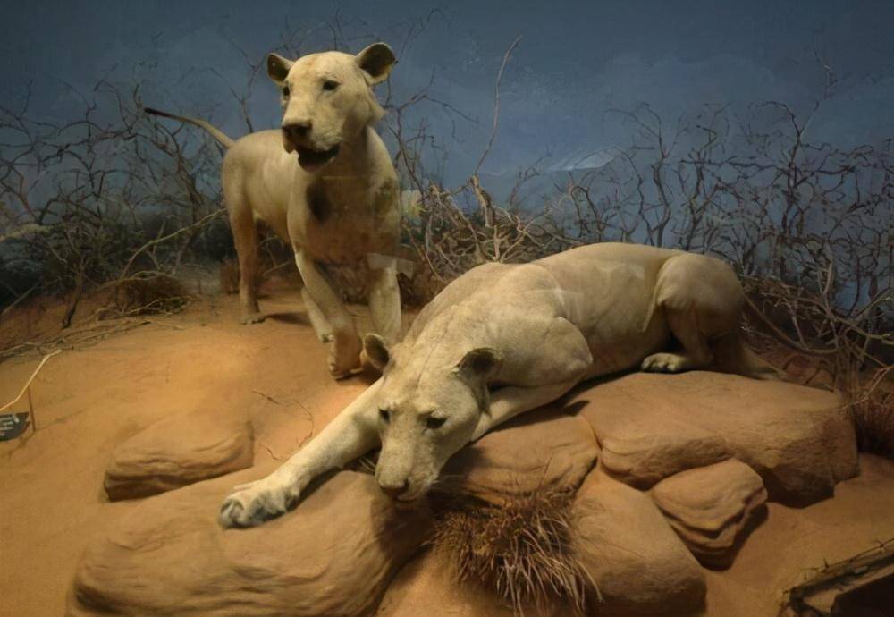 查沃狮食人事件:一年吃掉135人,猎枪击毙需要十几发子弹_狮子_人类