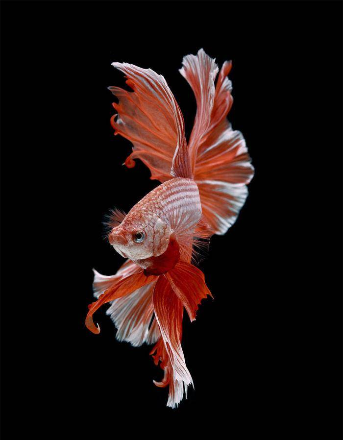 对斗鱼的印象 泰摄影师用20年拍出超华丽鱼写真