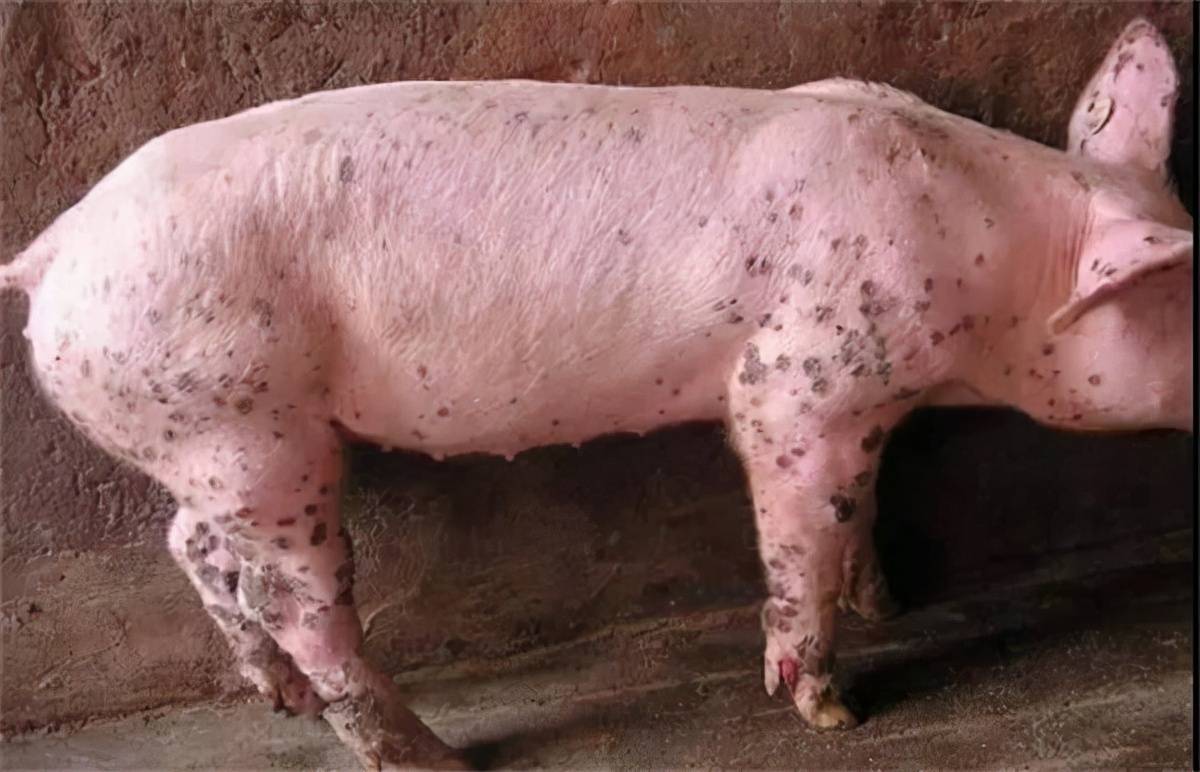 猪圆环病毒病症状图片图片