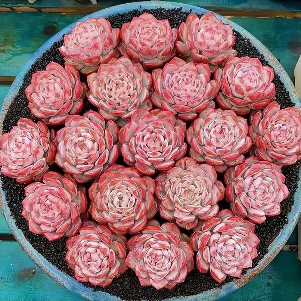 人见人爱的多肉星星橙，你家多半已经养了，别被名字忽悠了_搜狐网