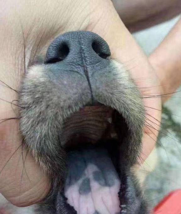 古代相狗术(如何选狗)