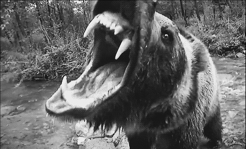 的越走越近,刘连仁猛然想起了之前老一辈常说的,狗熊从来不会吃死人