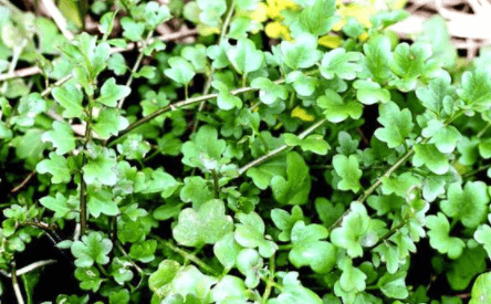 麦田1野菜,俗称"碎米荠",饥荒年代被哄抢,如今却少有人识!