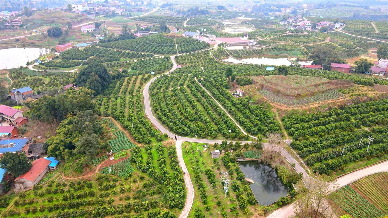 资中万亩血橙示范园作为中国血橙之乡,资中现已建成了全国品种最新