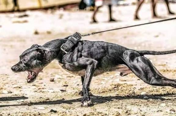 古代相狗术(如何选狗)