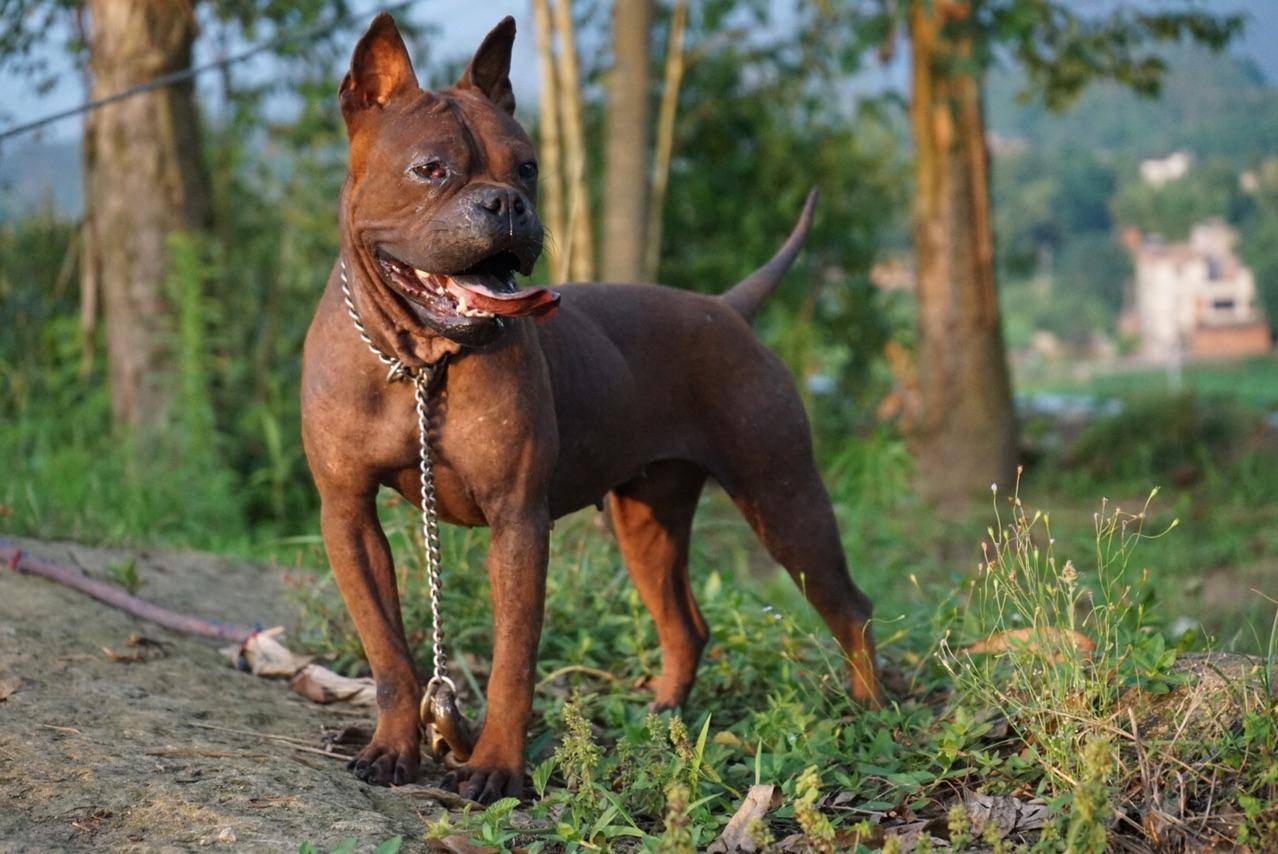 中国"6大猛犬",丝毫不输外国狗,你知道几个?_主人_野性_藏獒
