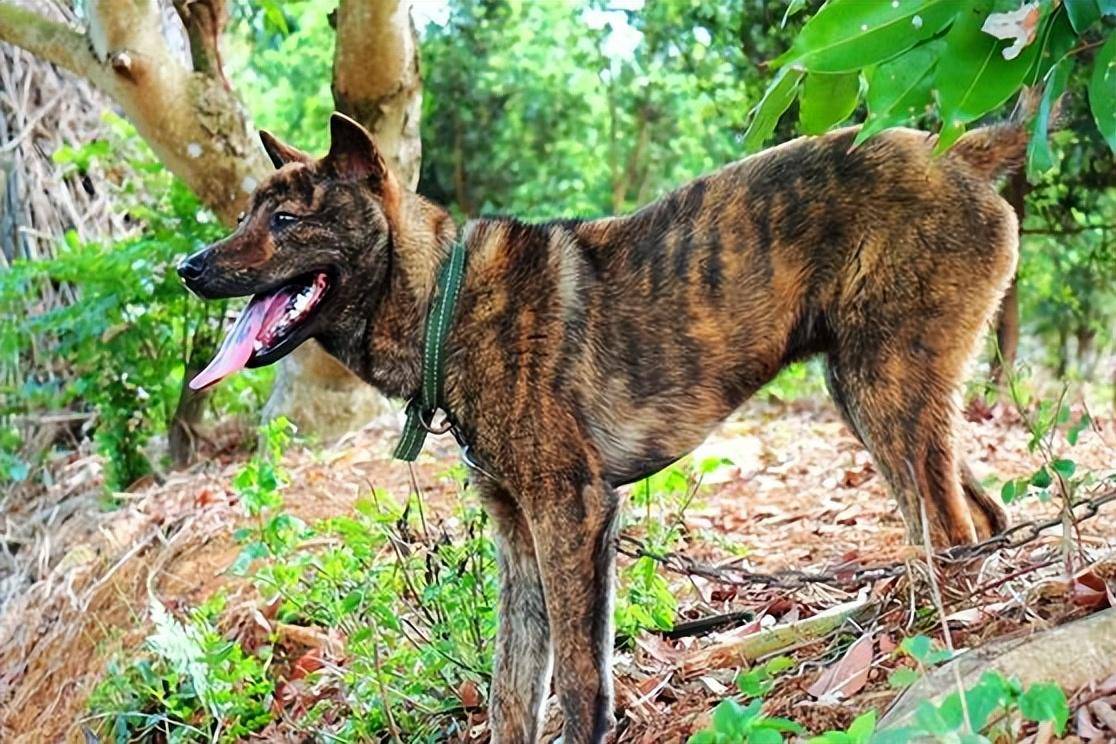 中国"6大猛犬",丝毫不输外国狗,你知道几个?_主人_野性_藏獒