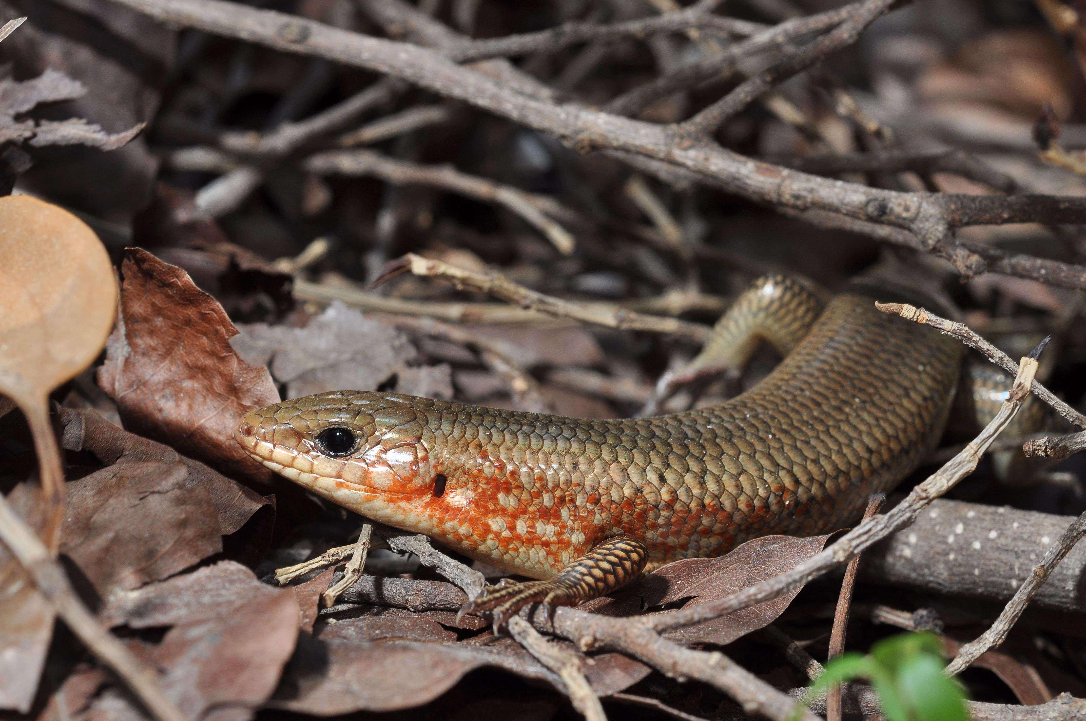 中华石子龙是生存能力很强,又没有害处的小精灵_龙的_动物_价值