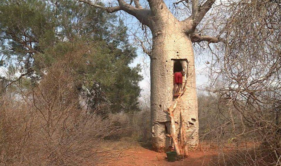 寿命可达5000年的猴面包树,能吃能喝还能住,这树究竟有多神奇?