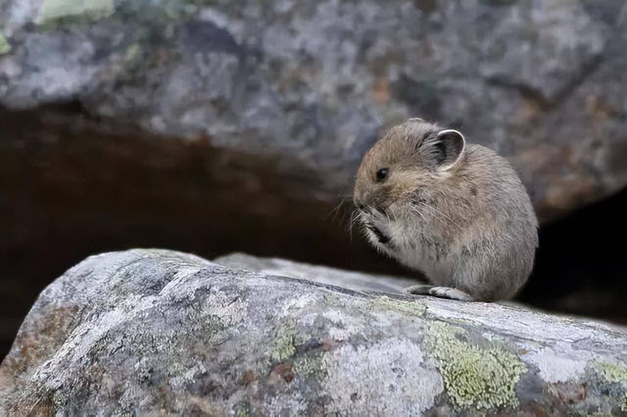 伊犁鼠兔,草原小精灵,不能吃_兔子_新疆_营养