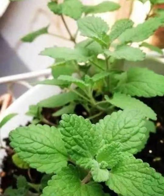 荆芥种子（荆芥种子怎么浸泡催芽） 第1张