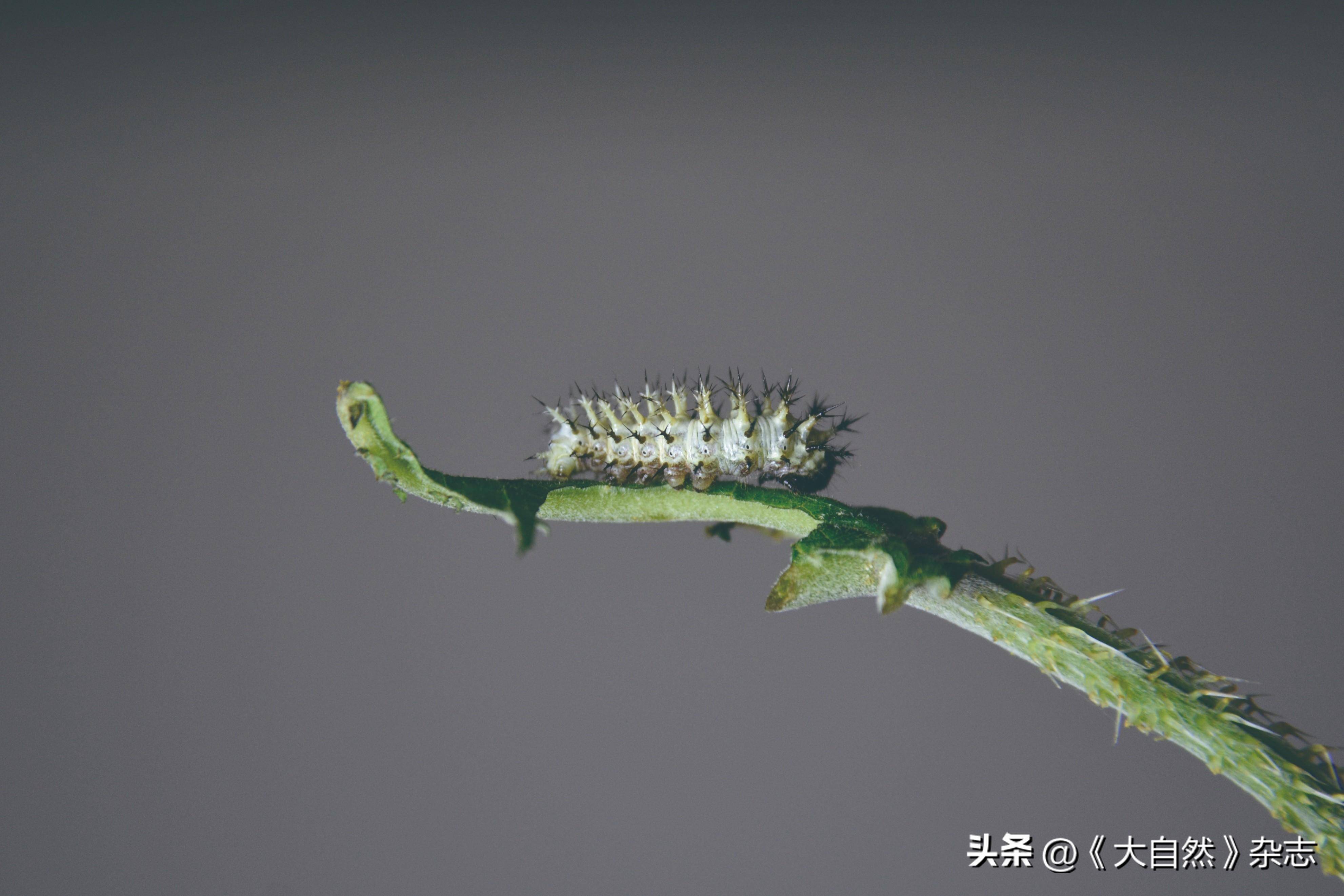 巨型钩蛱蝶四龄幼虫侧面五龄幼虫的外形让人赏心悦目,头壳背面有黑纹