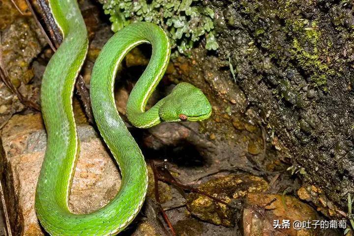 来认真瞧瞧竹叶青是双眼皮还是单眼皮_青蛇_毒蛇_福建