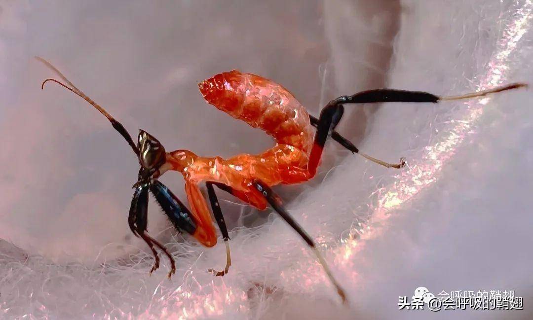 兰花螳螂美图集锦|美貌与实力并存,精灵和仙子的化身_昆虫_适应性