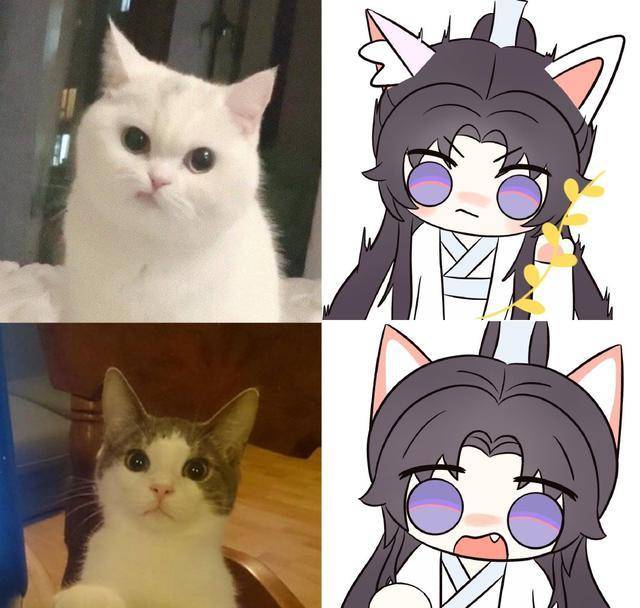 当楚晚宁变成萌猫表情包,这还是晚夜玉衡吗?_猫咪_白猫_墨燃