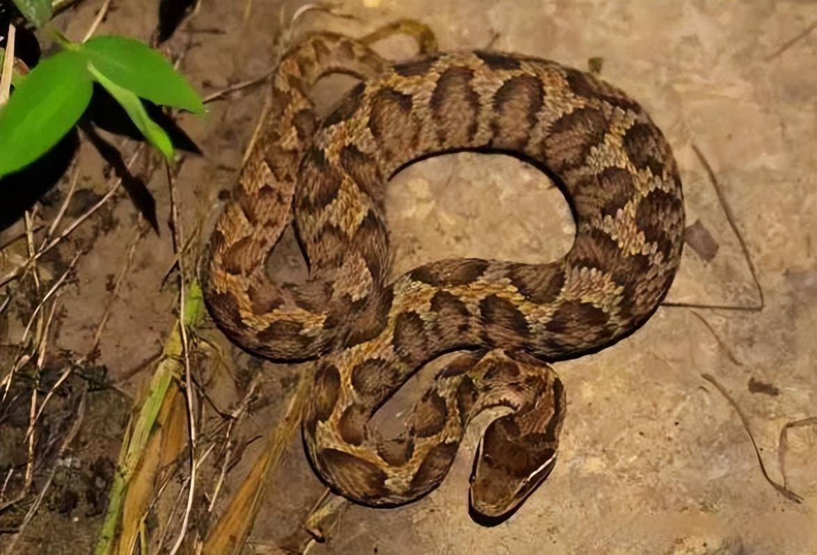 呆子_我国_蝮蛇