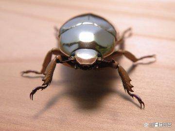 世间罕见-哥斯达黎加发现最独特的「银色金龟子」_甲虫_farmer_金属