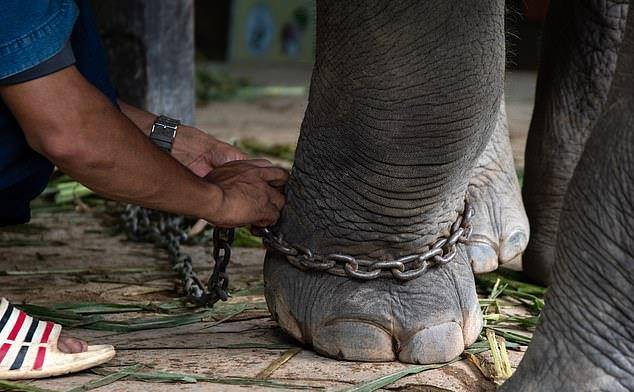 数十头大象解开枷锁生活,场面壮观_自由_表演_束缚