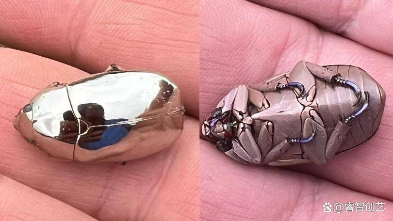 世间罕见-哥斯达黎加发现最独特的「银色金龟子」_甲虫_farmer_金属