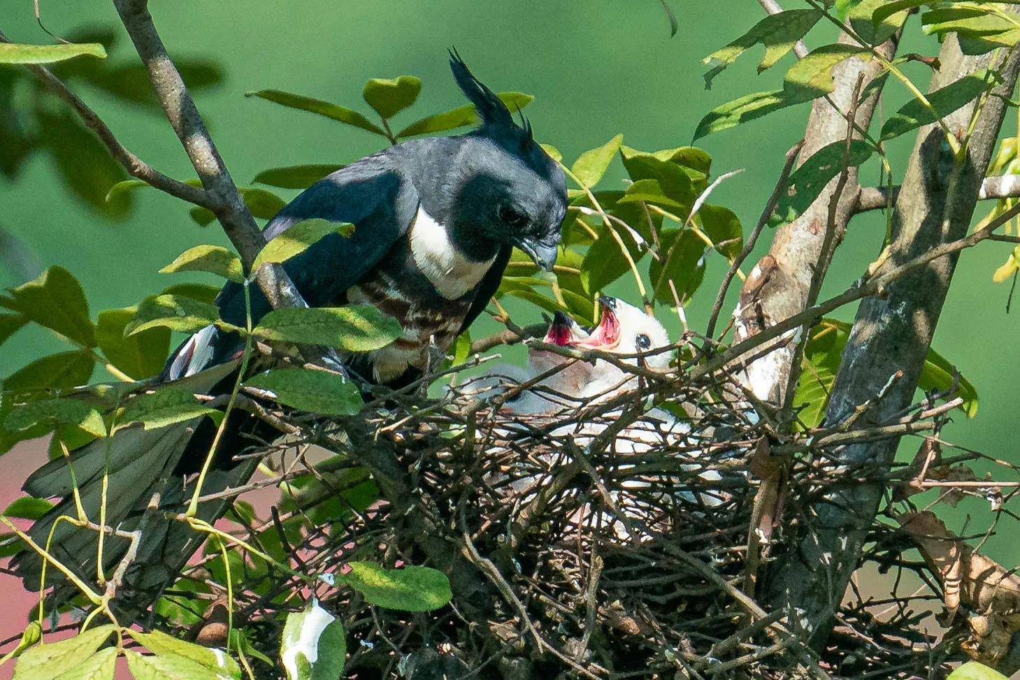 河南董寨拍鸟记之六:黑冠鹃隼_父母_鸟巢_自然