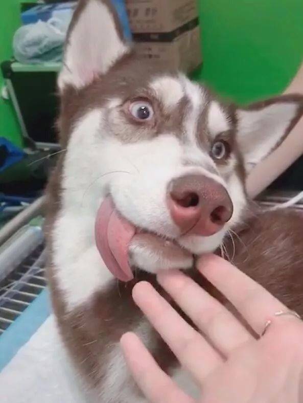 狗头表情吐舌头图片