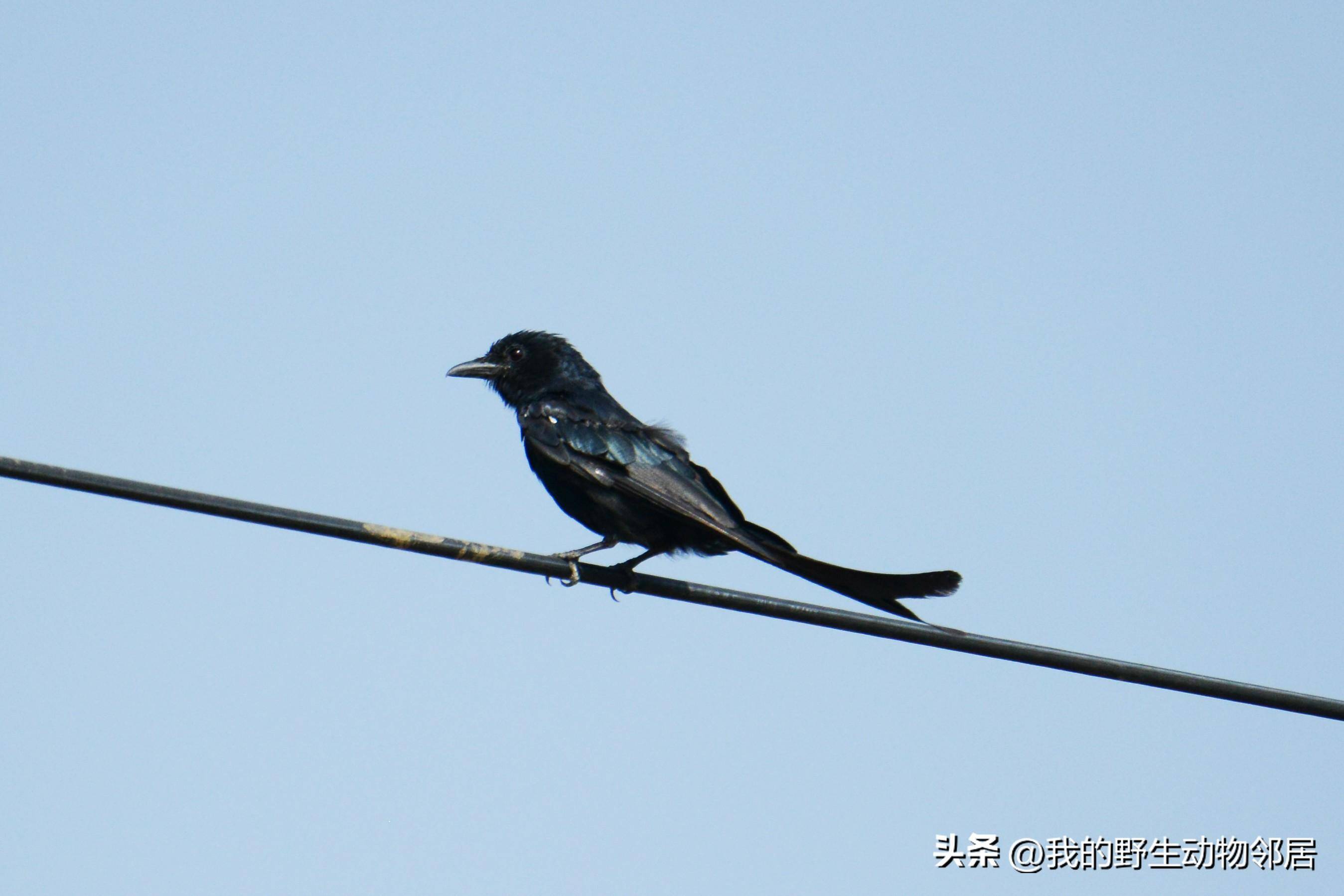 它的名字叫"黑老婆儿"_中国_昆虫_动物