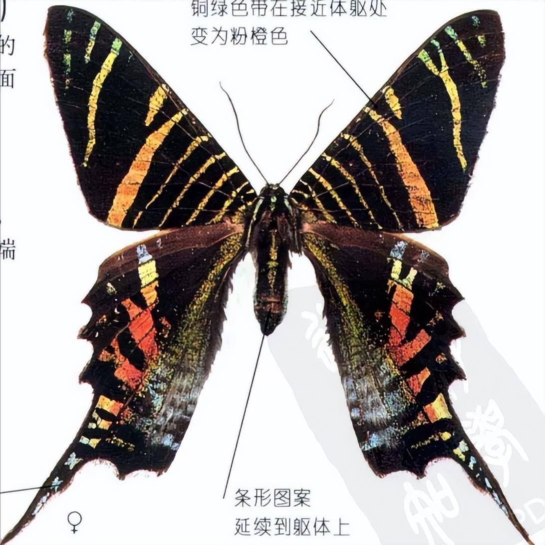 白天出没的蛾类,不但白天出没而且和蝴蝶一样漂亮,是哪几种蛾?