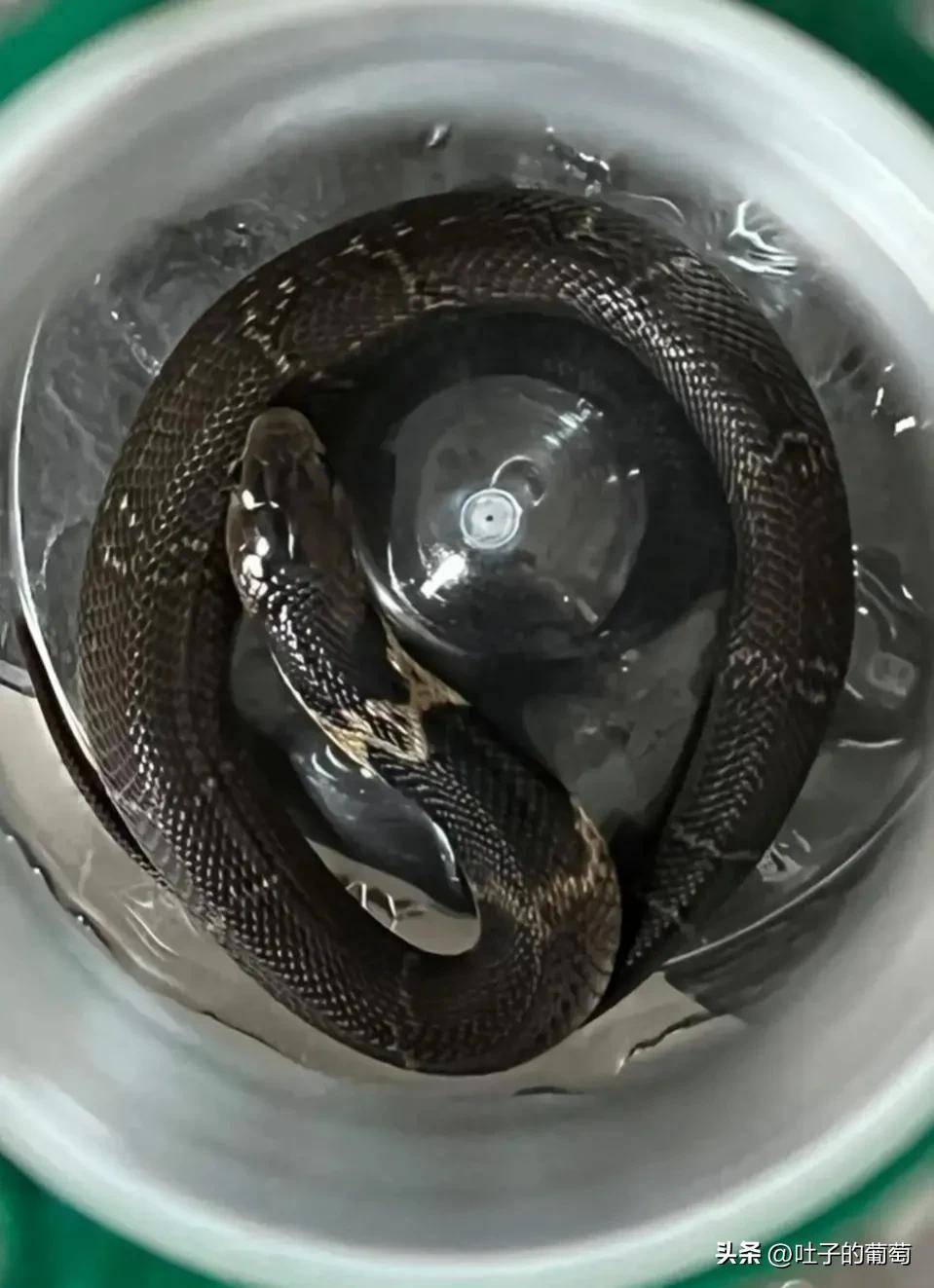 说实话,这么近距离观察舟山眼镜蛇还是头一回_保护_中华_台湾
