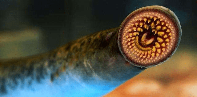 粘液_身体_生物