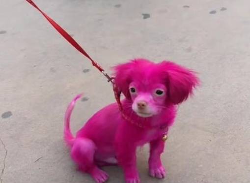 路人都忙着拍照,女子的话让人觉得气愤_狗狗_网友_染色