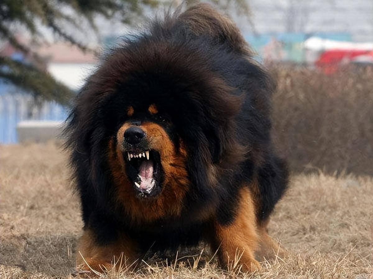 6大"中国猛犬",每一种都超帅的,不输给国外犬种_主人_沙皮_猎犬