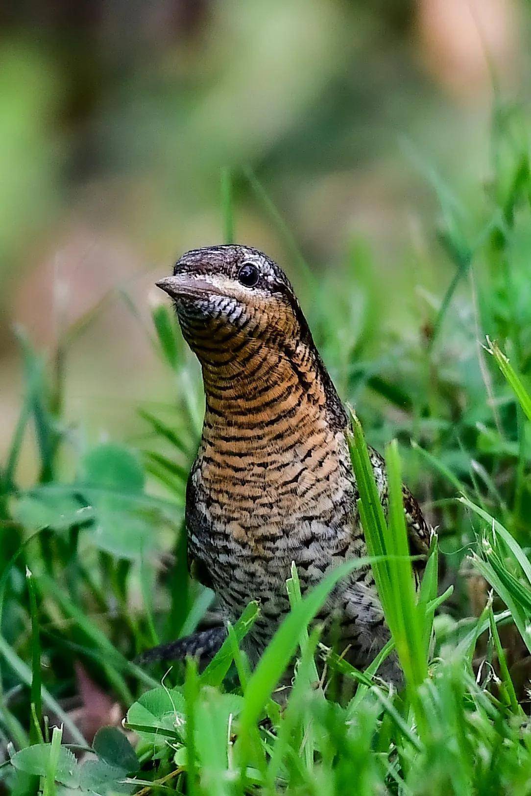 会飞的食蚁兽 蚁裂鸟_啄木鸟_树洞_地面