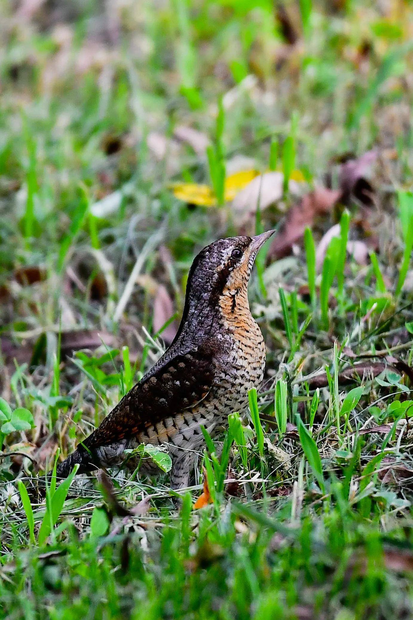 会飞的食蚁兽 蚁裂鸟_啄木鸟_树洞_地面