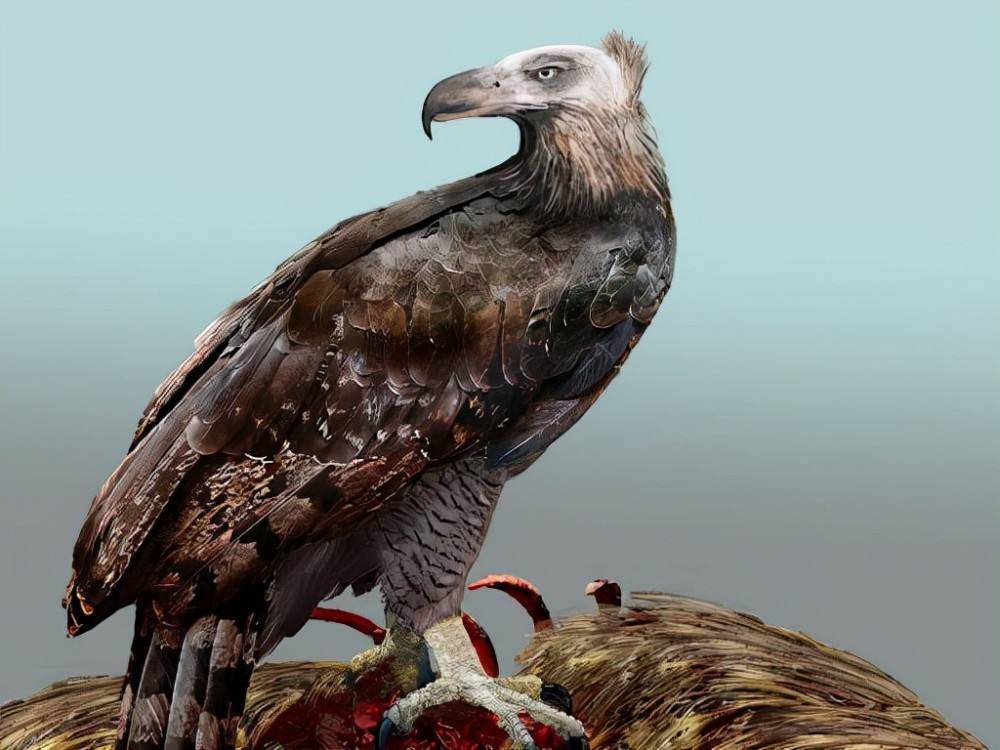 曾经捕食过人类的巨鹰-哈斯特鹰_新西兰_老鹰_猎物