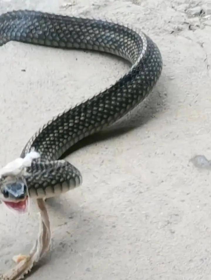 活捉进屋的野生乌梢蛇,当然结果还是放生了_时候_不知道_种类