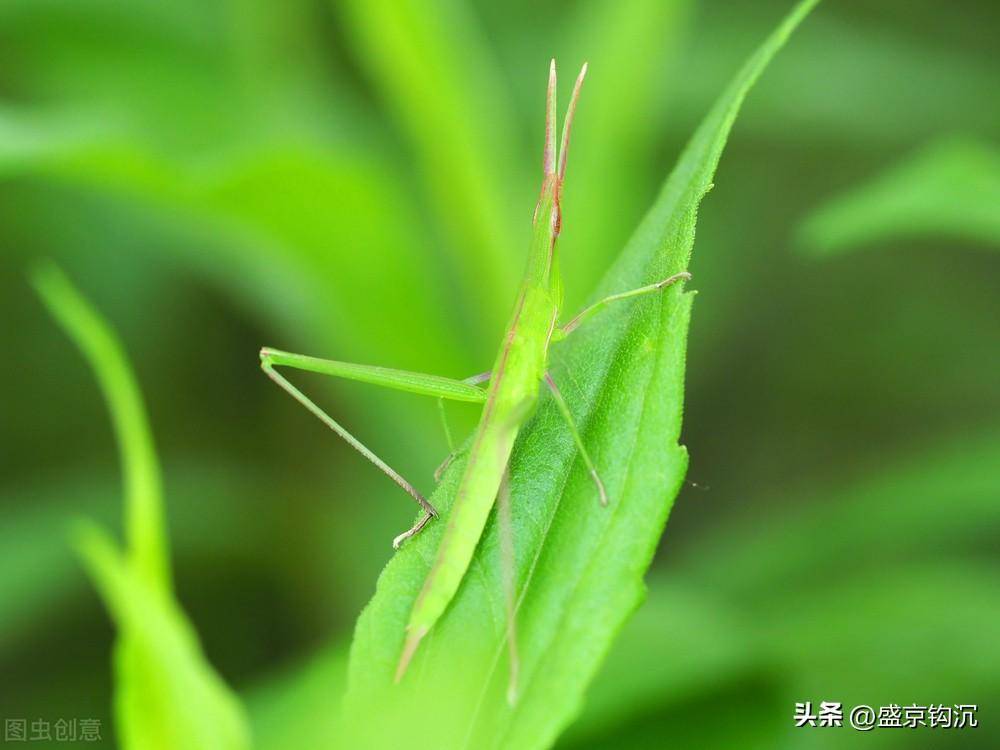 动物扁担图片大全图片