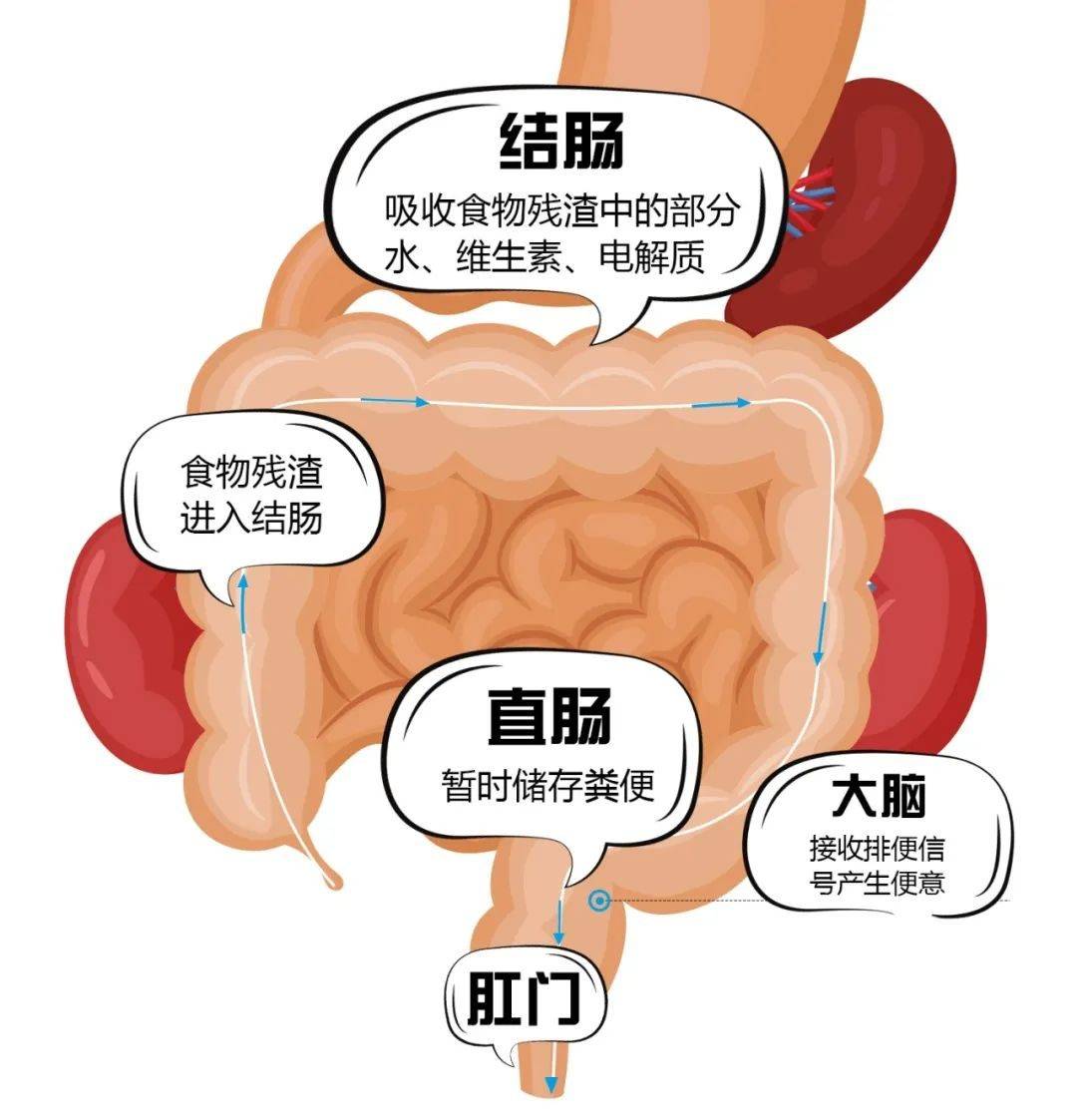 经过神经传导,到达大脑皮层,引起便意和排便反射