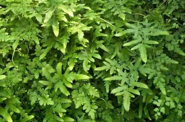 农村常见的排石藤,人称"生发草",煮水好处多,还是天然生发剂_金沙_是