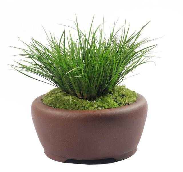 端午俗语"带个香草袋,不怕五虫害",香草是哪些?在家如何种?