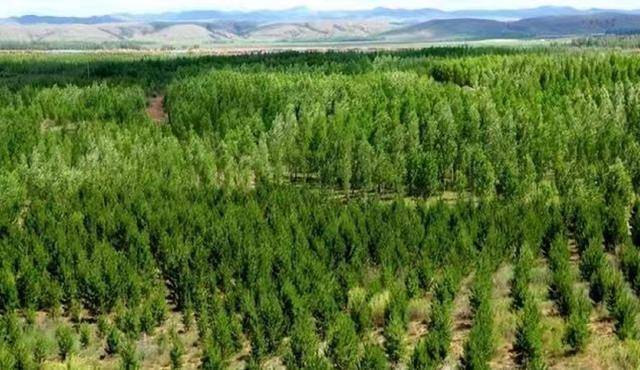 在这些植物的种植之下,希望能够更好的防风固沙.