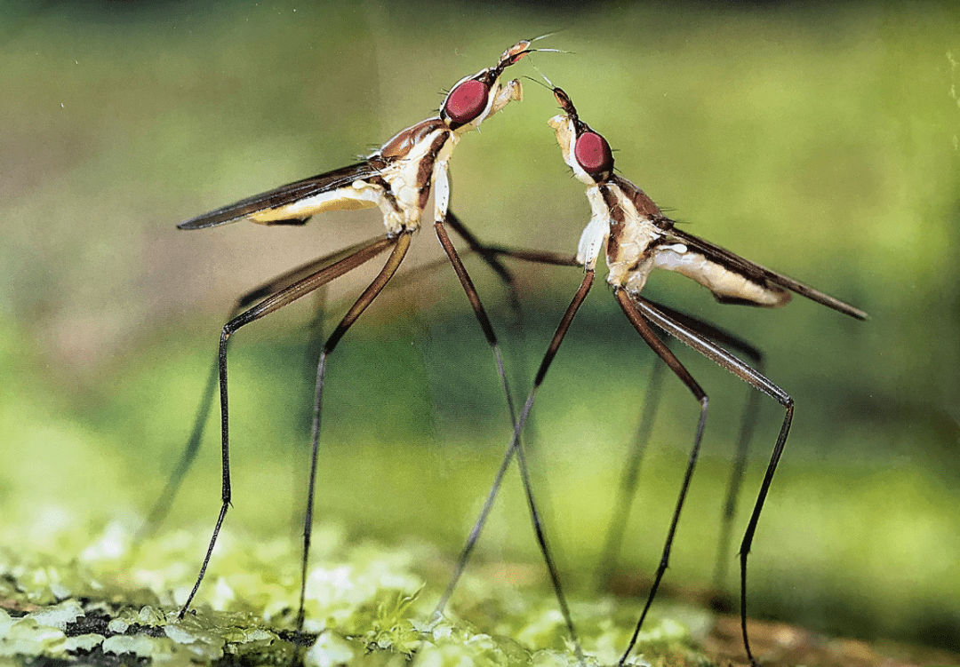 一些长足虻的求偶行为包括有力地挥舞翅膀和色彩鲜明的足,有时还会
