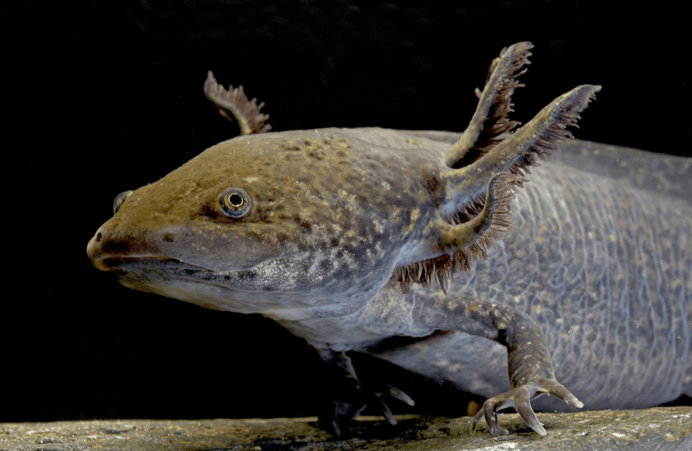 六角龙进化蝾螈的样子图片